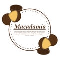 Vector macadamia logo in cartoon style.